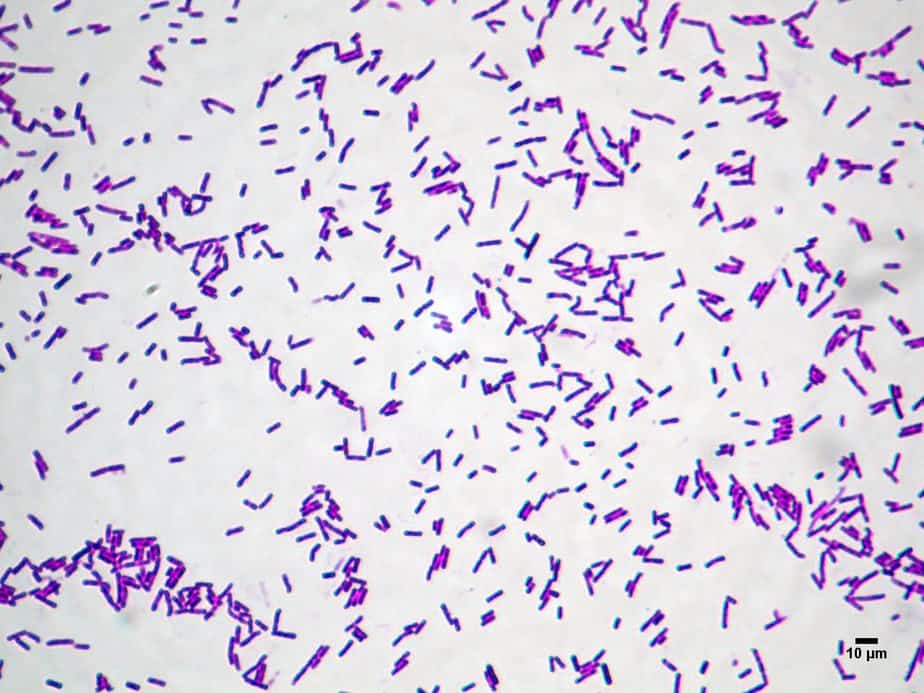 Bacillus Licheniformis - NBRC 12200