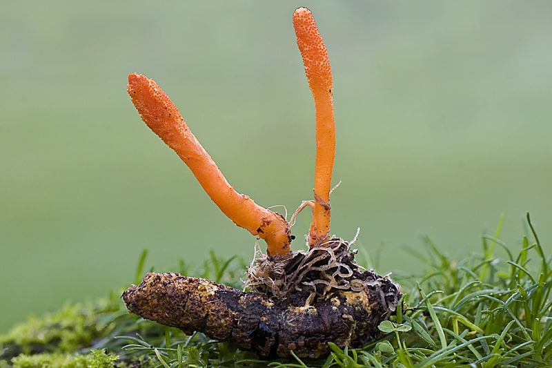 Cordyceps Militaris Nbrc 100741