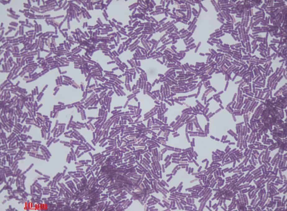 bacillus-amyloliquefaciens-nbrc-14141