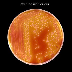 Serratia marcescens - NBRC 102204