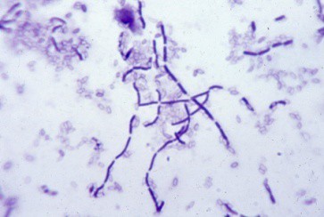 Bacillus Amyloliquefaciens - NBRC 3035