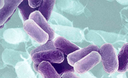 Vi khuẩn cố định đạm Azotobacter