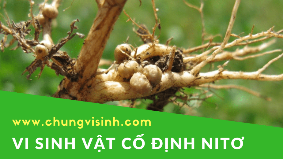 Vi khuẩn cố định nitơ: Chìa khóa cho nông nghiệp bền vững và hiệu quả