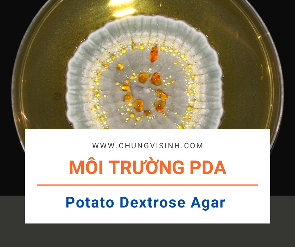 Môi Trường PDA Là Gì? Tìm Hiểu Toàn Diện Về Potato Dextrose Agar