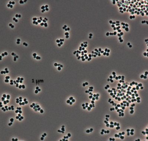 Micrococcus lylae - NBRC 15355 - CHỦNG VI SINH VẬT CHUẨN ATCC